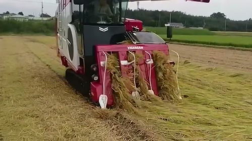 不得不佩服日本农机收割机,倒伏水稻收割,看起来一如既往的舒服